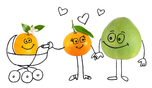 Mandarine, Pampelmuse und eine Orange im Kinderwagen